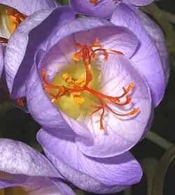 Flor de azafrán (Crocus sativus), con las ramas del estigma y, debajo, las anteras y el polen.