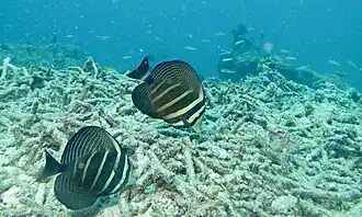 Pareja de Z. velifer ramoneando en escombros coralinos, en Sipadan