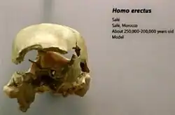 El cráneo tiene un tamaño pequeño, unos 900 cm³, y paredes gruesas lo que catalogarían como H. erectus. Su antigüedad es inferior a 250 mil años.