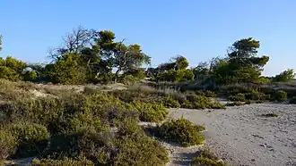Pinos carrascos y sabinas de las dunas en la zona de arenales.
