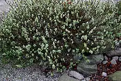 Salix (sauce), tierras bajas de Taymyr 24,000–10,300 YBP, Yakutia 22,500 YBP, Alaska y el Yukon 15,000-11,500 YBP