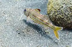 Ejemplar en las Azores (Portugal).