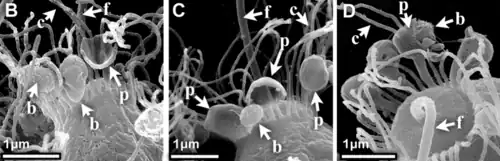 Proceso del Collar durante la alimentación. Las Microvellosidades forman copas fagocíticas (phagocytic cups). Microscopio electrónico de barrido.