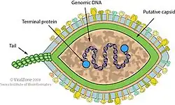 Cápside de la familia Halspiviridae que infecta arqueas.