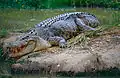 Cocodrilo de agua salada (Crocodylus porosus)