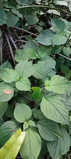 Hojas sin floración.