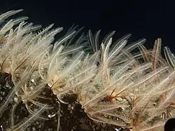 Florometra serratissima