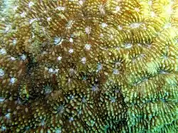 Vista de coralitos de S. robusta