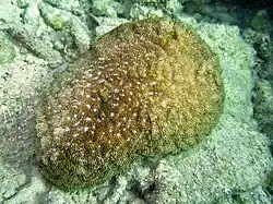 S. robusta en isla Lizard, Australia