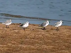 Sanderling Calidris alba