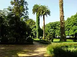 Araucaria (izquierda) y dos palmeras en el Paseo da Ferradura.