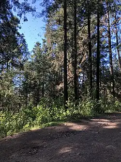 Santuario de la mariposa monarca.