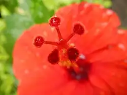 Rosa china, Hibiscus rosa-sinensis, posee 5 estigmas globosos, en cabezuela, capitados.
