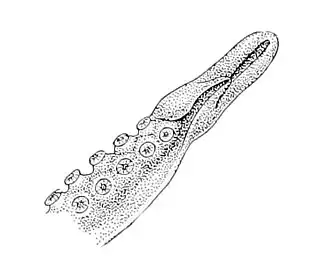 Hectocotilo de un Scaeurgus patagiatus.