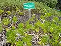 Scaevola coriacea (naupaka enana), Jardín Botánico de Honolulu