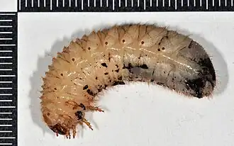Larva.