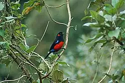 Anisognathus igniventris