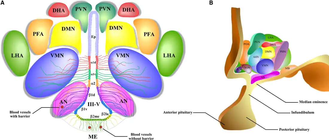 Núcleos de un Hipotálamo, a ambos lados del Tercer ventrículo= IIIv en la Eminencia Media (ME).