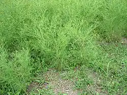 Plantas creciendo en Australia.