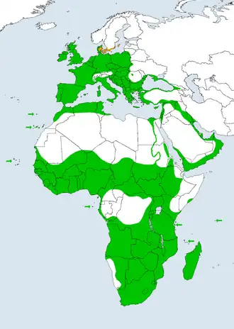 Distribución global de Tyto alba sensu lato