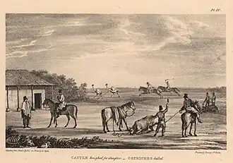 Ganado laceado y gauchos cazando ñandúes