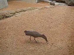 Ave martillo y damán en el aviario del Bioparc.