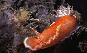 Glossodoris rufomarginata