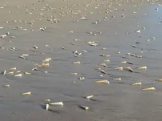 Conchas en Playa Grande.