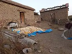 Secado de maíz al Sol - Yavi Chico