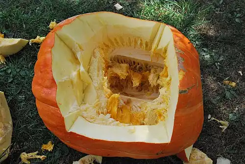 Cucurbita maxima 'Atlantic Giant', pulpa.