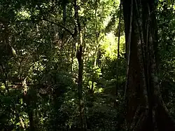 Selva Lacandona, Chiapas. Clima tropical ecuatorial (Af)