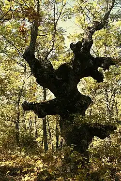 Senda por los robles centenarios