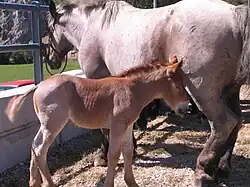 Feria de ganado. 2009.