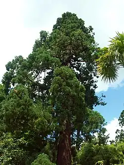 Sequoiadendron giganteum