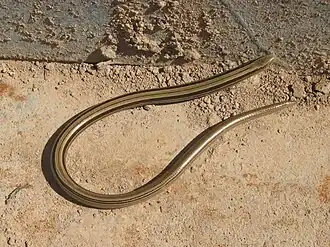 Ophiodes vertebralis - Serpiente de cristal
