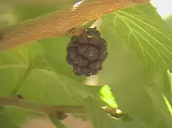 Drupa múltiple en Morus nigra.