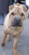 Shar pei atento