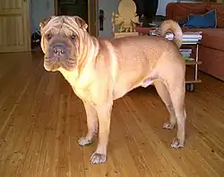 Shar pei