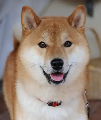 Shiba inu