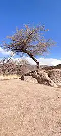 Característico árbol en la cima del Cerro Ceremonial de la Luna