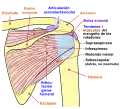 Diagrama de la articulación del hombro, vista posterior.