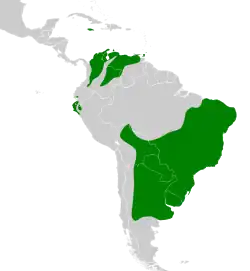Distribución geográfica del chirigüe azafranado.