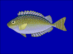 Ilustración de S. canaliculatus por Robbie N. Cada, FishBase