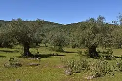 Sierras de Alor y Monte Longo