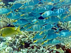 Escuela de S. argenteus en Mirihi, Maldivas