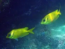 Pareja de S. corallinus en Koh Phangan, Tailandia
