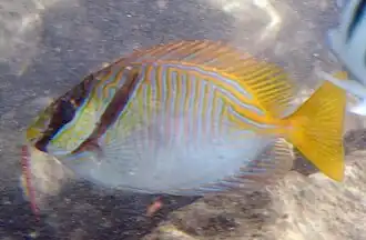 S.doliatus subadulto