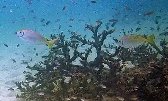 S. fuscescens en Koh Phangan, Tailandia