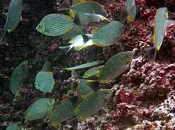 Escuela de S. javus alimentándose