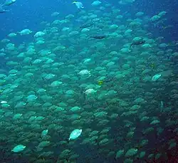 Gran escuela de S. javus, Koh Phangan, Tailandia